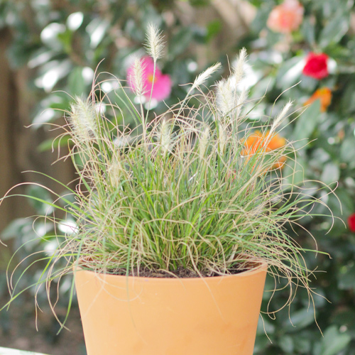 ornamental grasses