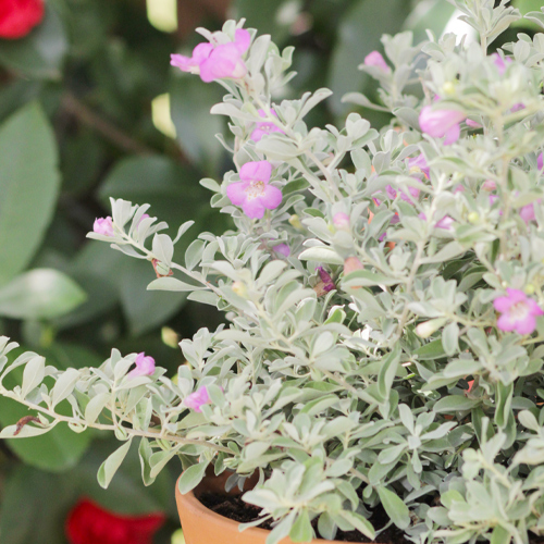 Texas sage shrub