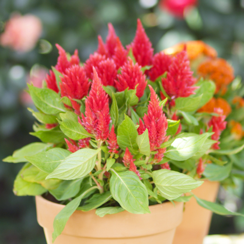 red celosia