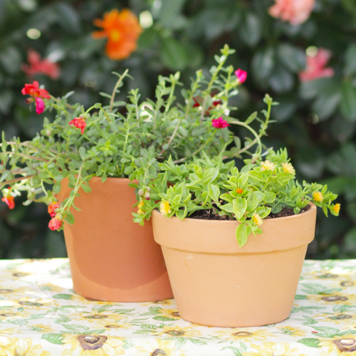 purslane and dew plant