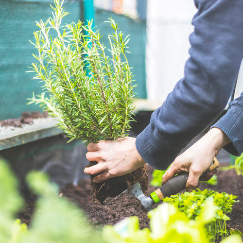 planting herbs