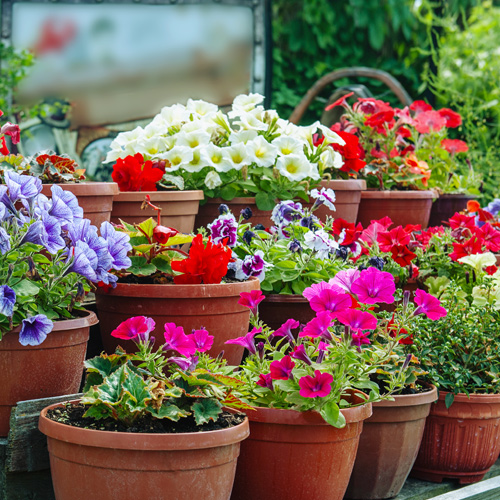 container gardens