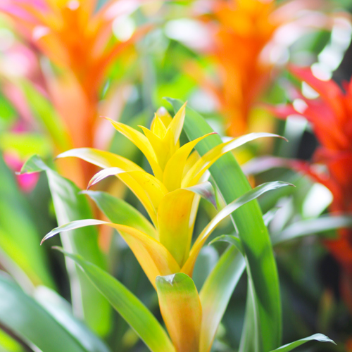 bromeliad