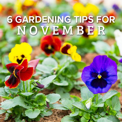 6 Gardening Tips for November | Calloway's Nursery