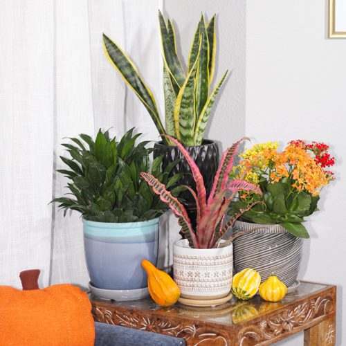 Indoor Plants for November Gardening | Calloway's Nursery