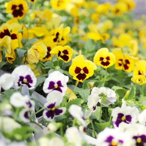 Matrix® Pansies Flower Plant for November Gardening | Calloway's Nursery