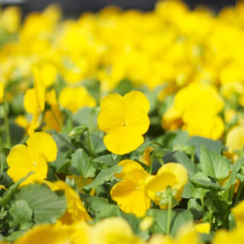 Clear Matrix® Pansies Flower Plant for November Gardening | Calloway's Nursery