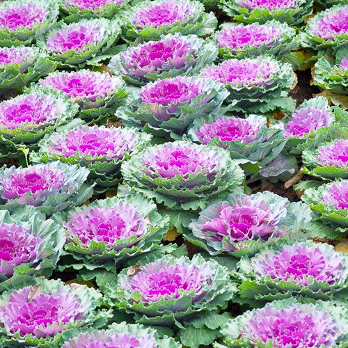 Ornamental Cabbage & Kale Flower Plant for November Gardening | Calloway's Nursery