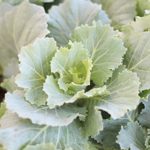 Ornamental Kale Flower Plant for November Gardening | Calloway's Nursery