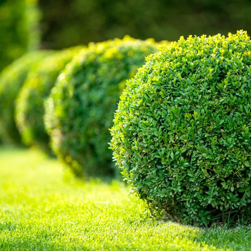 Baby Gem Boxwood Shrub for November Gardening | Calloway's Nursery