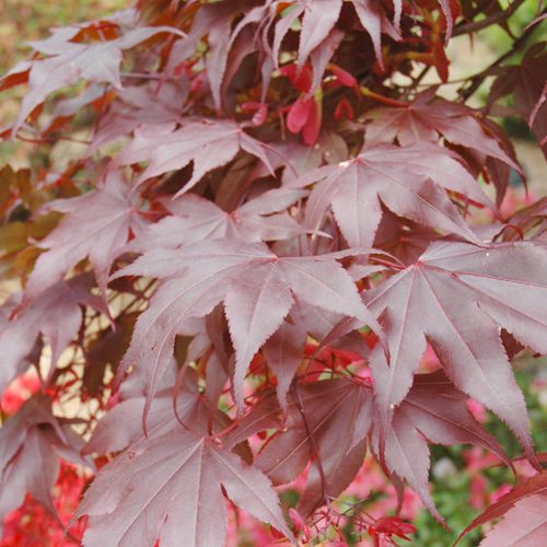 Bloodgood Japanese Maple Flower Plant for November Gardening | Calloway's Nursery