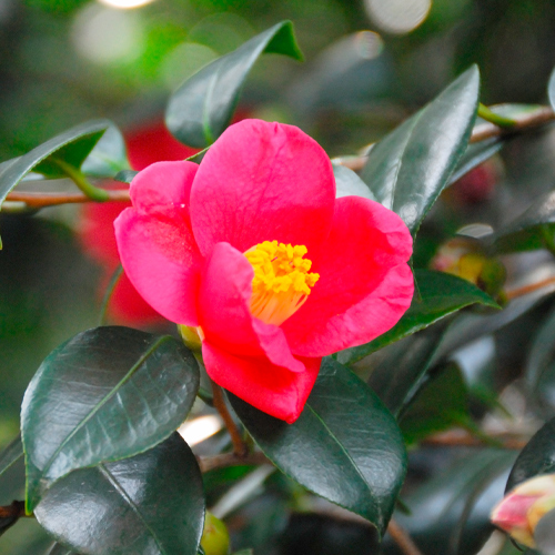 camellia