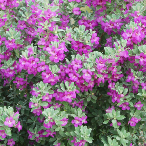 texas sage