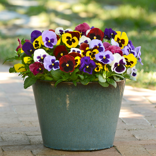 pansies