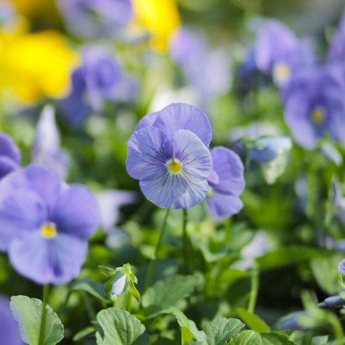 matrix pansies