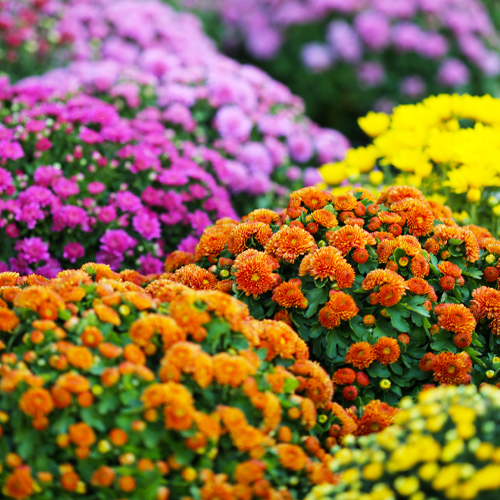 garden mums