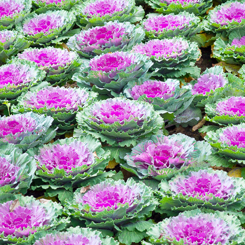 ornamental cabbage