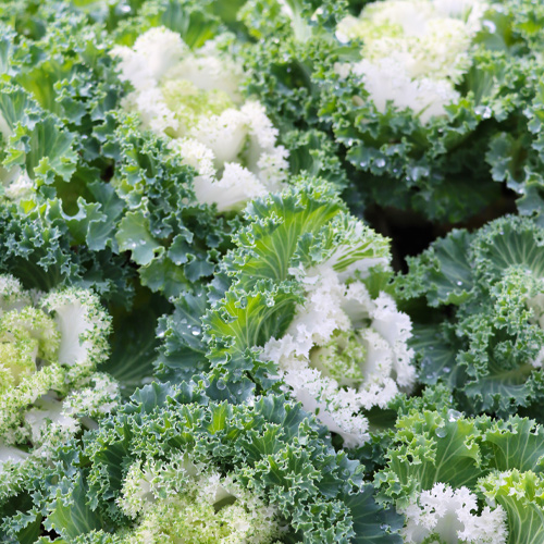 ornamental kale