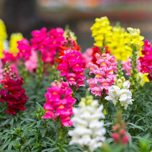 snapdragons