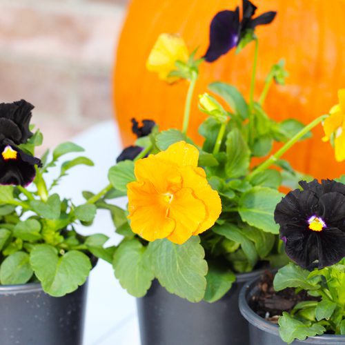 Inspire® Jack O' Lantern Mix for Pumpkin Planter | Calloway's Nursery