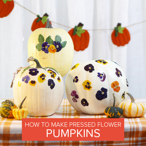 how to make pressed flower pumpkins