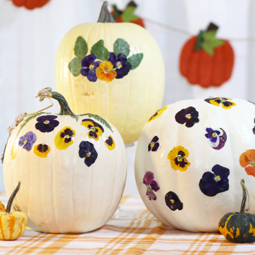 pressed flower pumpkins