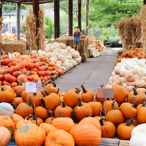 pumpkins