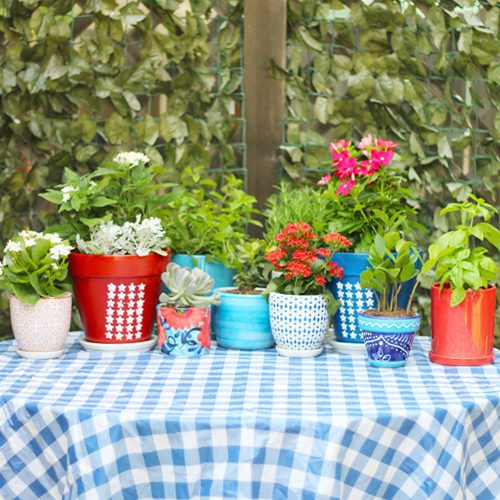 Garden Plants for Patriotic Planter | Calloway's Nursery