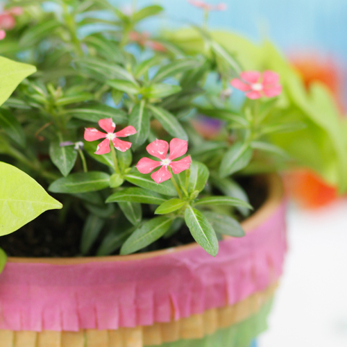 Soiree® Kawaii Catharanthus