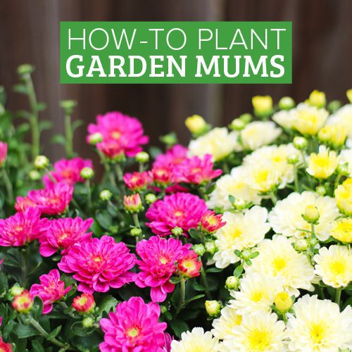 How-to Plant Garden Mums for Fall Gardening | Calloway's Nursery