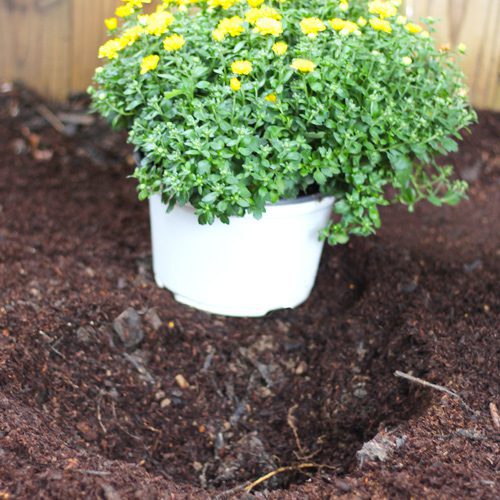 Planting Garden Mums for Fall Gardening | Calloway's Nursery