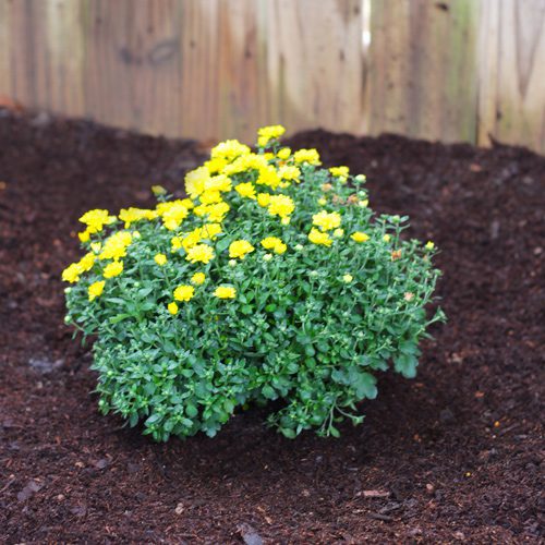 Garden Mum in Flowerbed for Fall Gardening | Calloway's Nursery