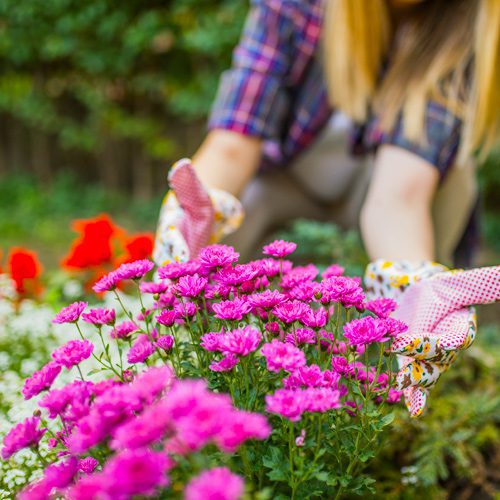 Planting Mums for Fall Gardening | Calloway's Nursery