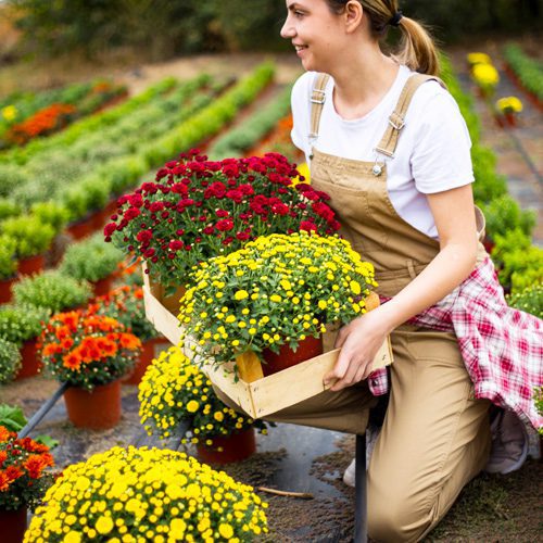 Garden Mums for Fall Gardening | Calloway's Nursery