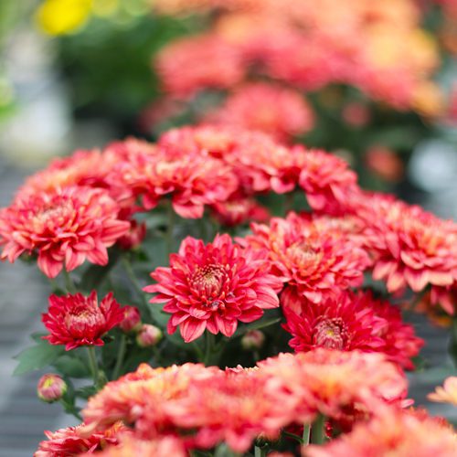 Bronze Garden Mums for Fall Gardening | Calloway's Nursery