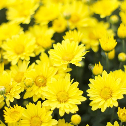 Yellow Garden Mums for Fall Gardening | Calloway's Nursery