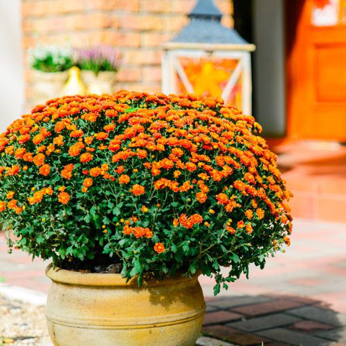 Garden Mum in Container for Fall Gardening | Calloway's Nursery