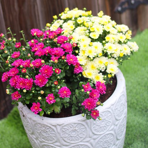 Garden Mum Container Garden for Fall Gardening | Calloway's Nursery