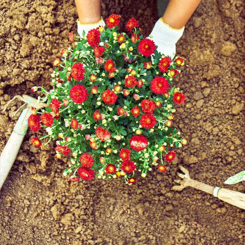 Planting Garden Mums in Flowerbeds for Fall Gardening | Calloway's Nursery