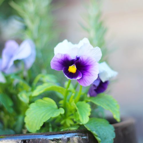 Rosemary Plant With Matrix® Pansies | Calloway's Nursery