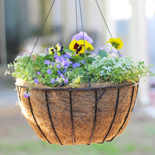 Hanging Basket With Matrix® Pansies | Calloway's Nursery