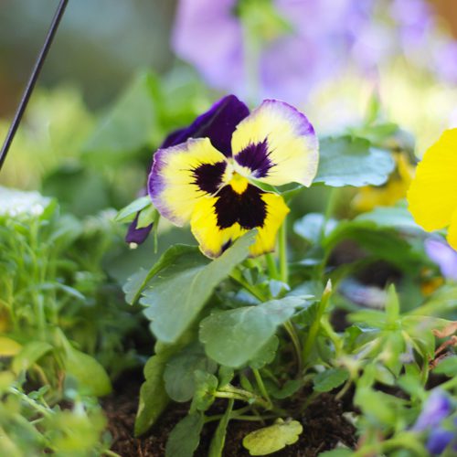 Matrix® Pansies | Calloway's Nursery