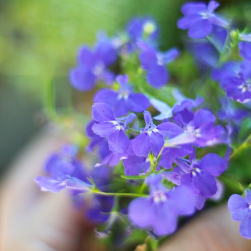 Lobelia Flower Plant | Calloway's Nursery