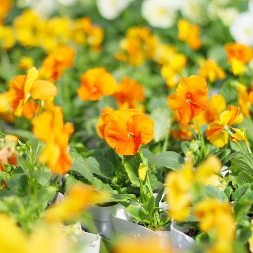 Matrix® Clear Mixture Pansy | Calloway's Nursery