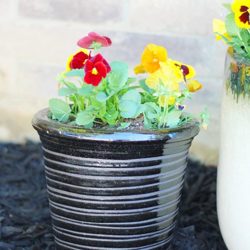 Matrix® Pansy Container Garden| Calloway's Nursery