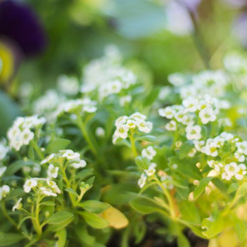 Sweet Alyssum | Calloway's Nursery