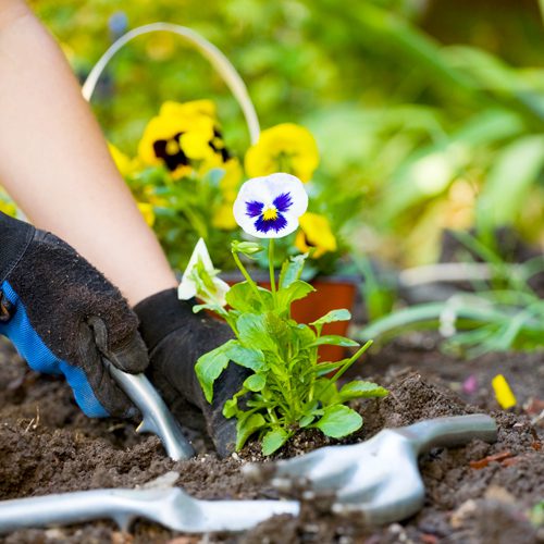 Planting Matrix® Pansies in Flowerbeds | Calloway's Nursery