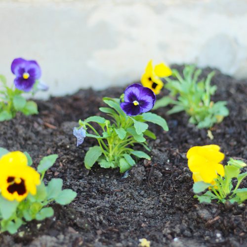 Flowerbed With Matrix® Pansies | Calloway's Nursery