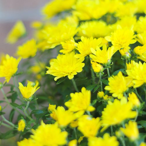 Garden Mums Flower Plant | Calloway's Nursery