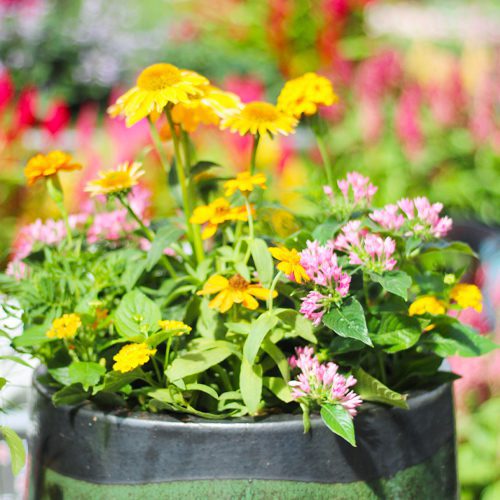 Summer Flowers Plant for Pollinator Friendly Container Garden | Calloway's Nursery